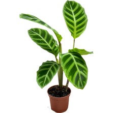 Betonish Calathea Zebrina (Dua Çiçeği)