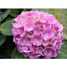 Isparta Gülü Pembe Canlı Ortanca Çiçeği Fidanı 10-20 cm