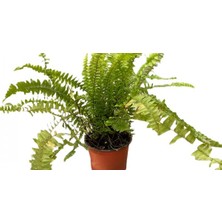 Isparta Gülü Saksılı Aşk Merdiveni Çiçeği Fidanı 10-20 cm