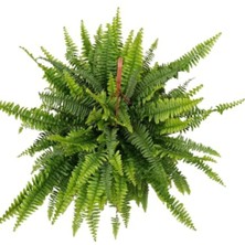 Isparta Gülü Canlı Çiçek Aşk Merdiveni Nephrolepis Aşk Merdiveni 10-20 cm