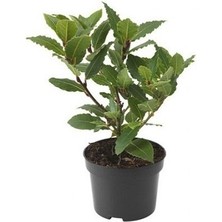 Isparta Gülü Saksıda Laurus Nobilis Defne Fidanı 20 -30 cm