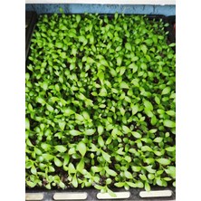 Isparta Gülü Aşkın Gözyaşı Çiçeği Fidanı 10-20 cm