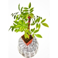 Isparta Gülü Mor Salkım Çiçeği Sarmaşık ( Wisteria Sinensis) 40-50 cm