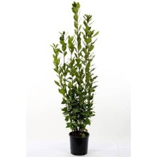 Isparta Gülü Üretim Saksılı Defne Fidanı 10-20 cm