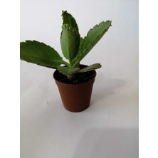 Isparta Gülü Küçük Boy Aşkın Gözyaşı Fidanı 10-20 cm