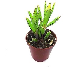 Isparta Gülü Orta Boy Aşkın Gözyaşı Çiçeği  15-25 cm