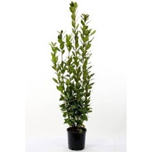 Isparta Gülü Defne Fidanı Laurus Nobilis 20-30 cm
