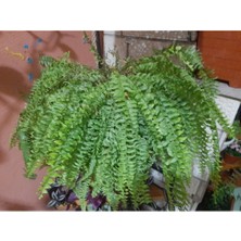 Isparta Gülü Üretim Saksılı Aşk Merdiveni Çiçeği Fidanı 10-20 cm