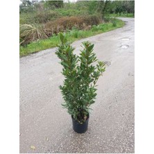 Isparta Gülü Nobilis Defne Fidanı Laurus 15-25 cm