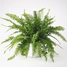 Isparta Gülü Küçük Boy Aşk Merdiveni Fidanı Fujer Nephrolepis 10-20 cm