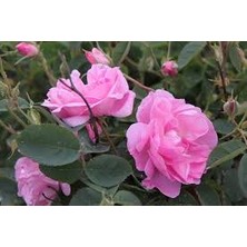 Isparta Gülü Gül Suyu Yapılabilen Pembe Gül Fidanı 10-20 cm