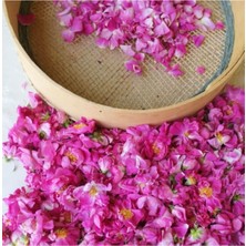 Pembe Isparta Gülü Fidanı 10-20 cm