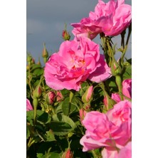 Isparta Gülü Açık Pembe Sarmaşık Gül Fidanı Rosa Rampicanti 10-20 cm