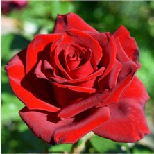 Isparta Gülü Bayrak Kırmızı Gül Fidanı Kokulu Yediveren Sarmaşık 10-20 cm