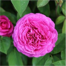 Saksılı Isparta Gülü Fidanı Rosa Rampicanti 10-20 cm