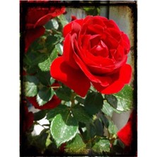 Isparta Gülü Gül Fidanı Bayrak Kırmızı Yediveren Sarmaşık 10-20 cm