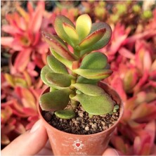 Crassula Ovata, Para Ağacı, Feng Shui, Sukulent Bonsai'ye Uygun