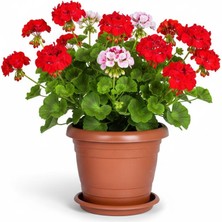 Kızılelmada Terra (Kiremit) Renk Saksı