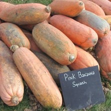 Zengarden Pink Banana Pembe Muz Balkabağı Tohumu