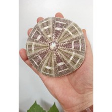 Pozitif Doğal Taş Büyük Boy Deniz Kestanesi Bdk8