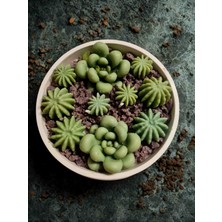 Dust Candle Studio Sukulent Bahçe Dekoratif Mum