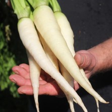 Zengarden Beyaz Havuç Tohumu Atalık Carrot Lunar White