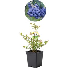 2 Yaş Bluecrop Çeşiti Yaban Mersini Fidanı