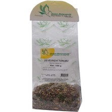 Subutu Devedikeni Tohumu Doğal Tane 100 gr Paket