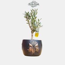 Kabartmalı Beton Saksıda Ithal Zeytin Bonsai Adayı Zeytinyağı Tüpü Dekorlu|bitkitürk Tasarım
