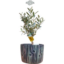 Beton Saksıda Ithal Zeytin Bonsai Adayı Zeytinyağı  Tüpü Dekorlu |bitkitürk Tasarım