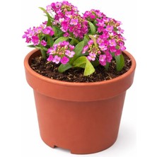 Arslanfidan Lila Alisyum Çiçeği Fidanı ( Alyssum )