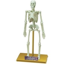 Data Store Eastcolight Insan Iskeleti Bilim Seti