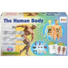 Data Store Oyuncak Insan Vücudu ve Iskelet Sistemi Modeli