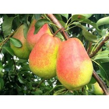 Ahal Fidan Tüplü Kendine Verimli Etruşka Armut Fidanı