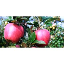 Ahal Fidan Çok Dikilen Red Chief Elma Fidanı