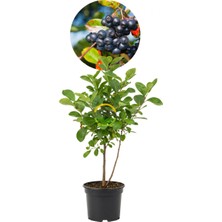 Fidan Sepetim 2 Yaş Viking Aronia Berry Fidanı Paketi (10 Adet)