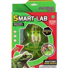 MEGA Kurbağa Laboratuvar Seti - 801B