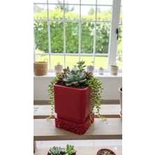 Rosali Delikli Saksı