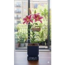 Rosali Delikli Saksı