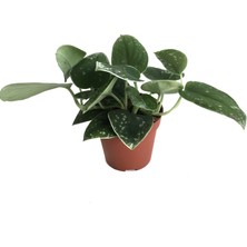 Betonish Scindapsus Pictus 'Silver Ann' (Potos Sarmaşığı)