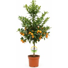 Fidan Sepetim 5 Yaş Aşılı Kumkuat(Kamkat) Fidanı *ÜZERİ MEYVELİ*