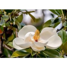 Yaprak Dökmeyen Manolya