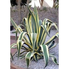 Alacalı Agave
