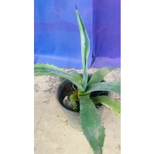 Agave Americana