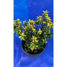 Çıtır Taflan Bitkisi