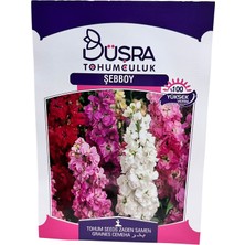 Şebboy Çiçeği Tohumu 25 Adet