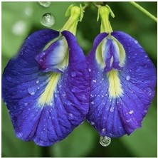 Renklimestore Butterfly Pea Mavi Kelebek Sarmaşığı