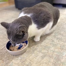 Renklimestore Spot Ethical 5 Inç Kedi Veya Sürüngen Seramik Tabak