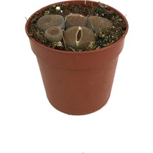 Betonish Lithops Mix (Taş Kaktüs)