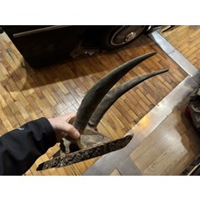 TT Dağ Keçisi Trofesi - Toplam 45 cm Boyunda.